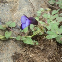 Torenia